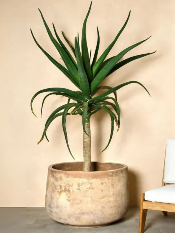 Outdoor Pot - Tree Hugger