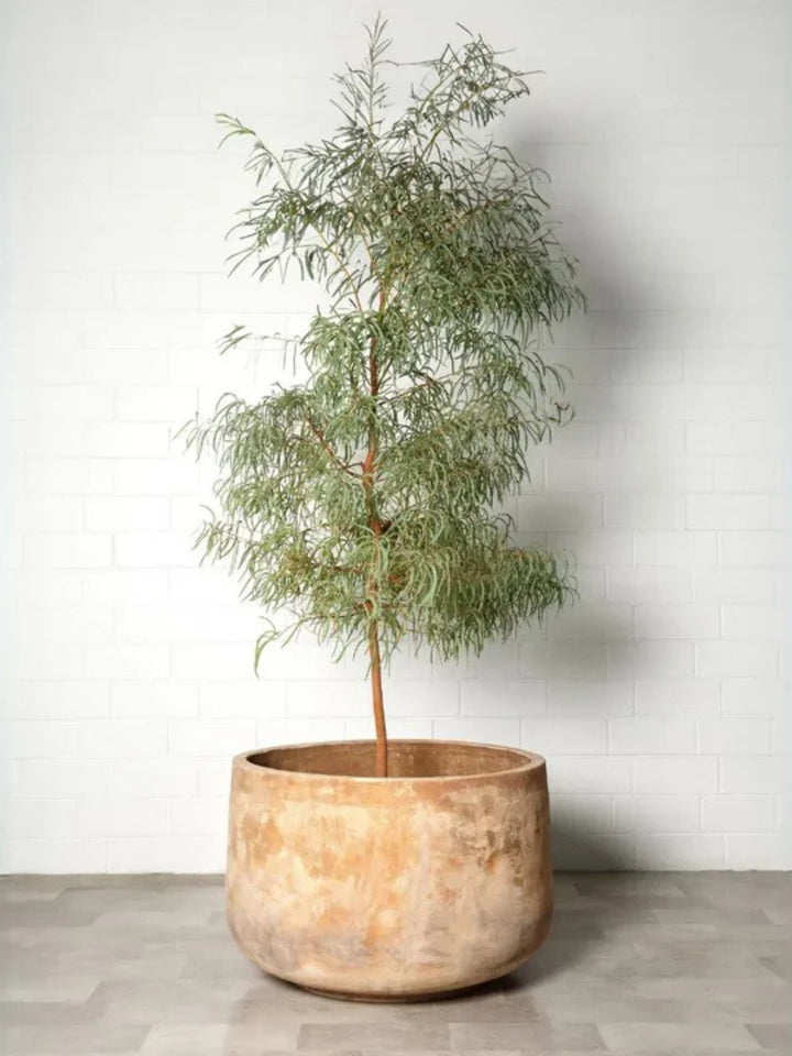 Outdoor Pot - Tree Hugger