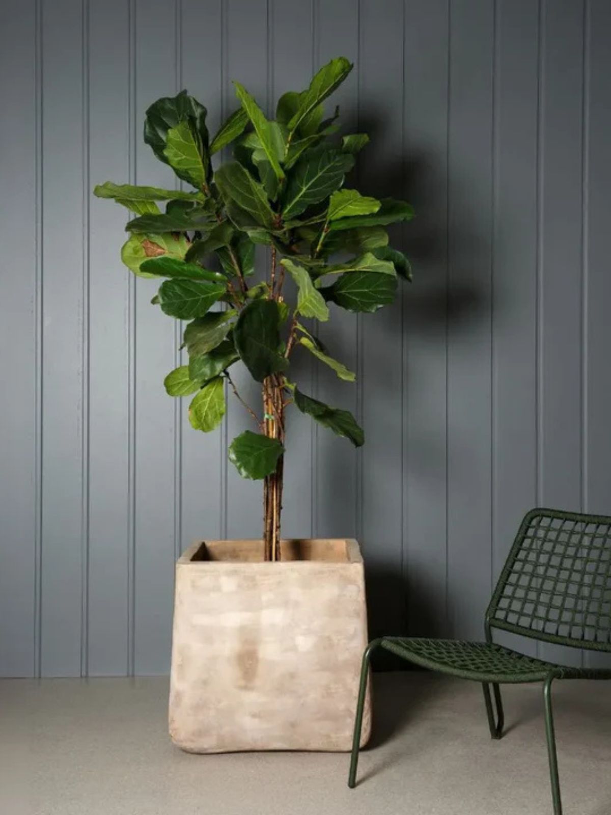 Potted plant in a neutral pot against a gray wall with a green chair.